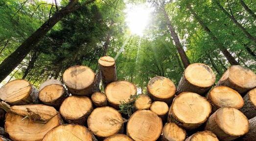 Nuestra calefacci&oacute;n se est&aacute; volviendo verde: Consumimos biomasa 